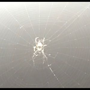 Meet your Posher, Julio